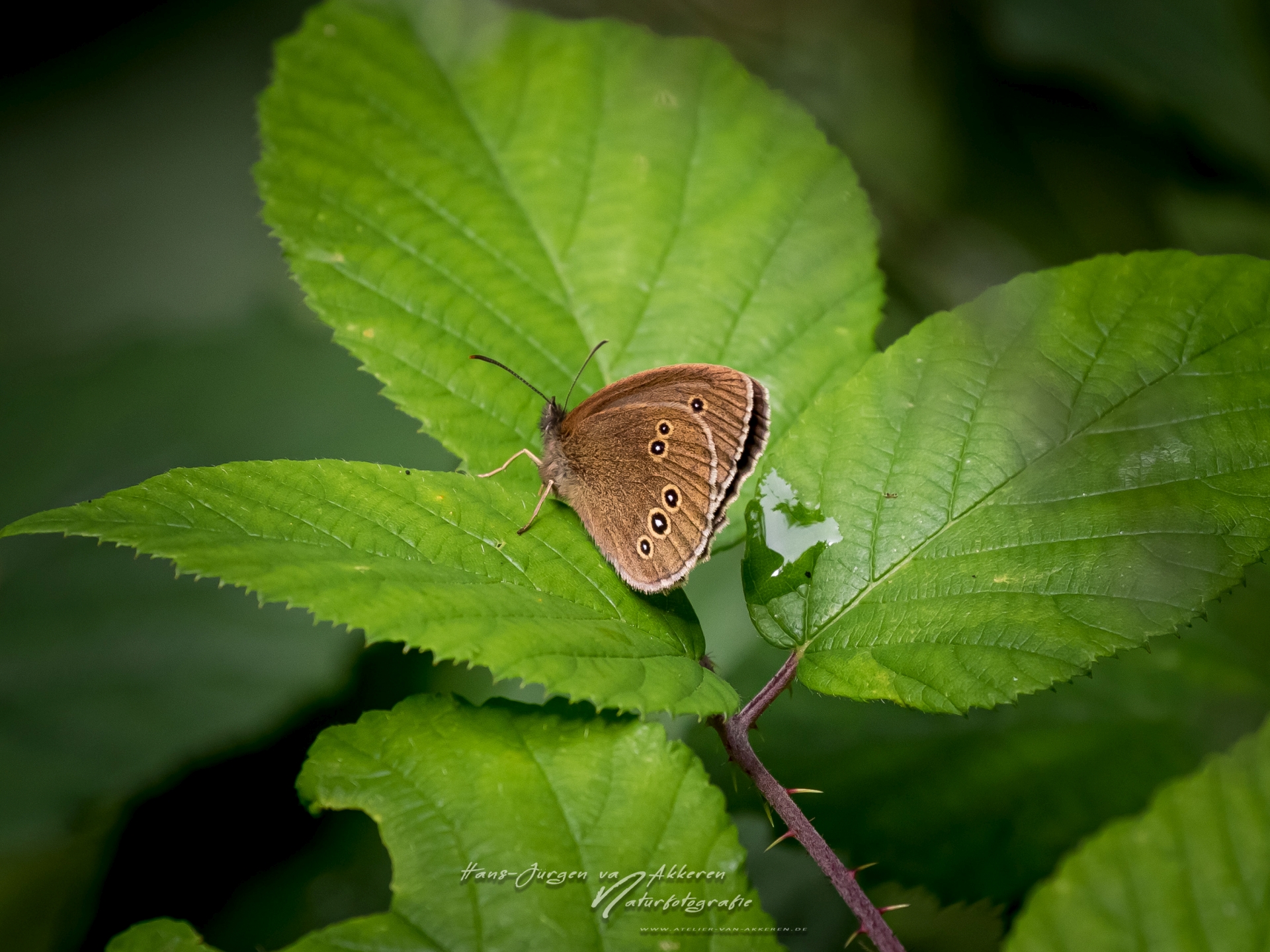 _DM45428 Braune Waldvogel - Aphantopus hyperantus